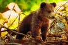 Cute Baby Bears