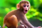Funny Baby Monkey